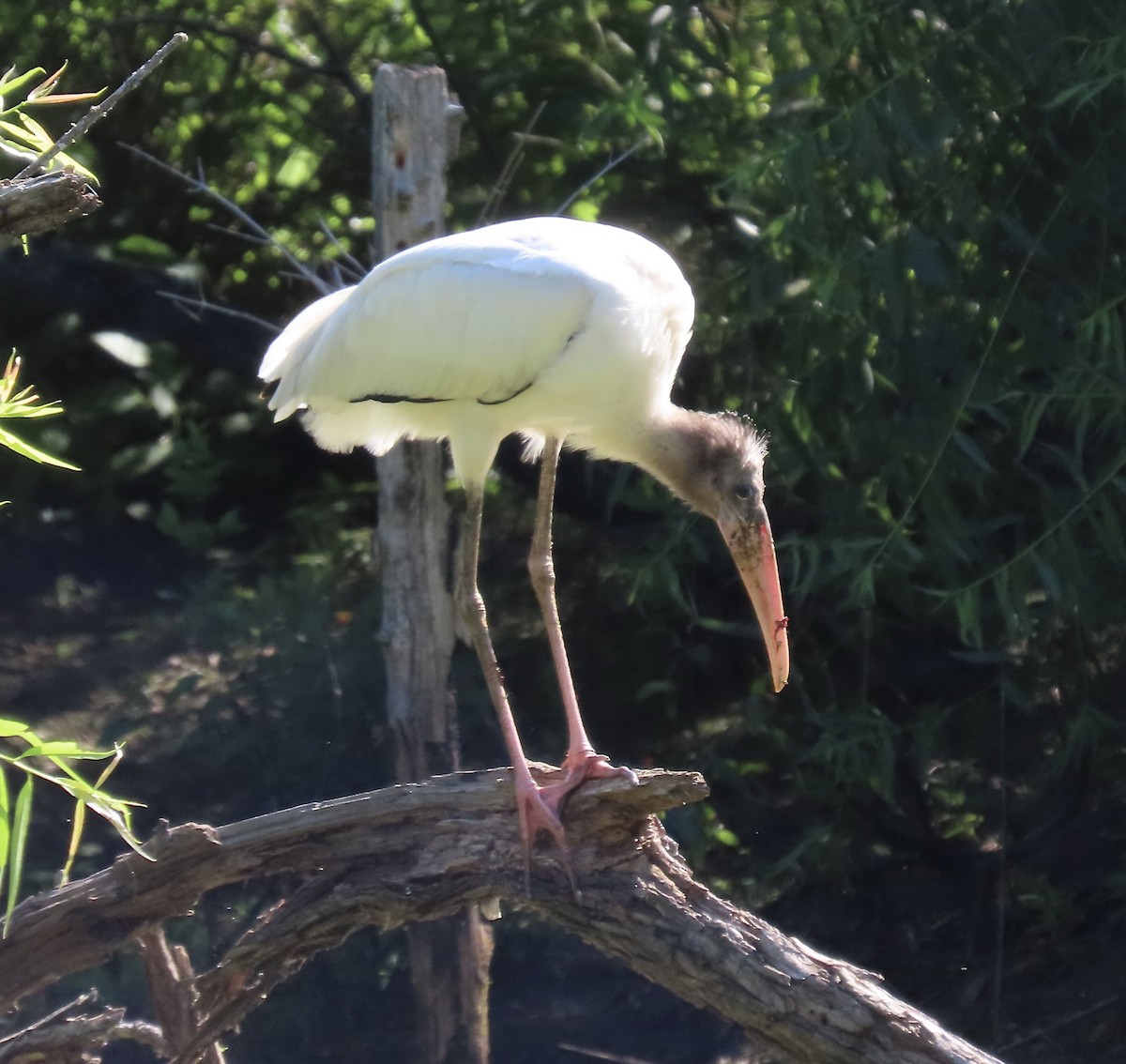 Wood Stork - ML601838471