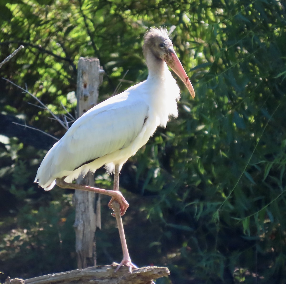 Wood Stork - ML601838481