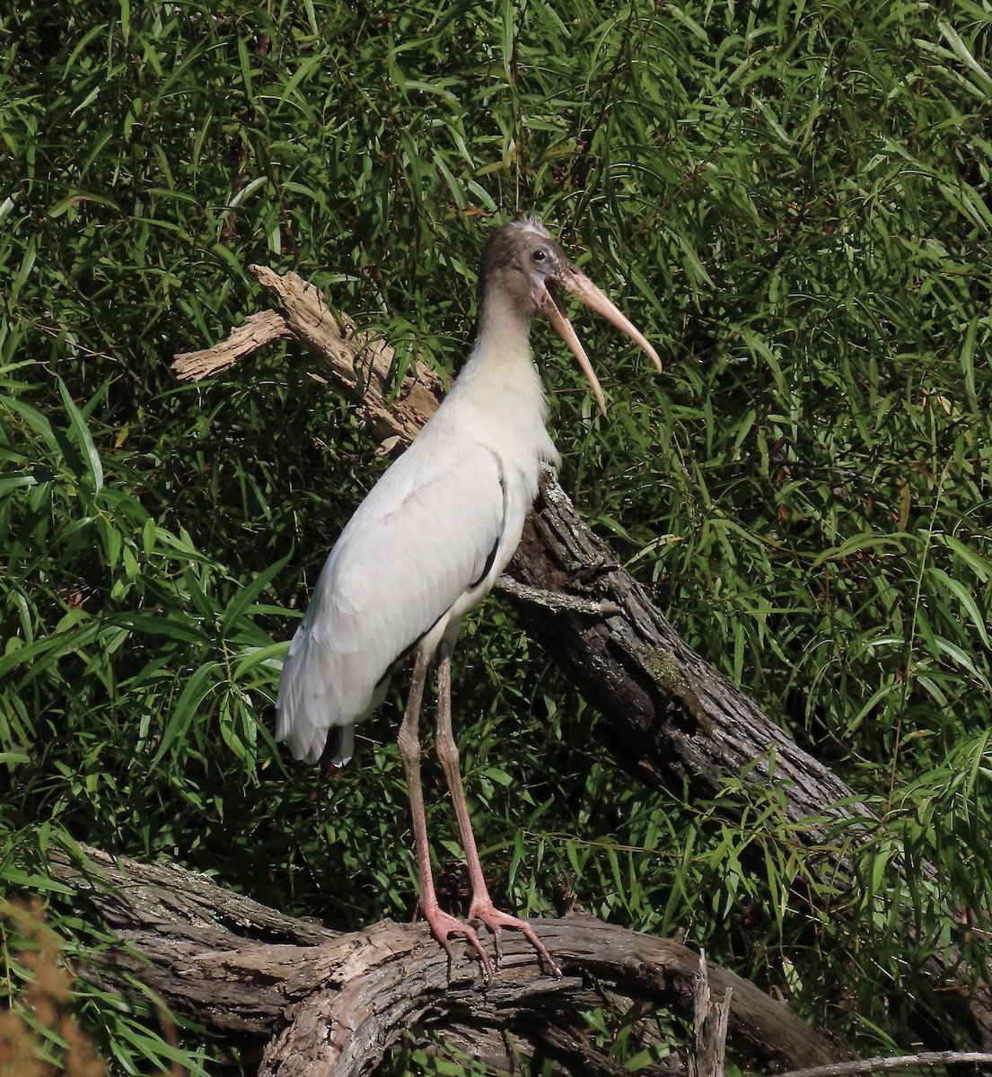 Wood Stork - ML601838491