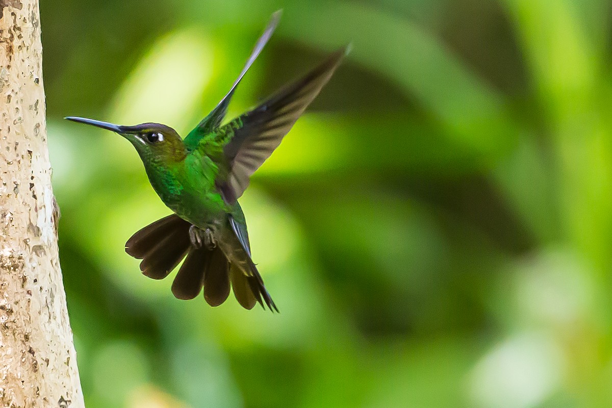 Violet-fronted Brilliant - Anonymous