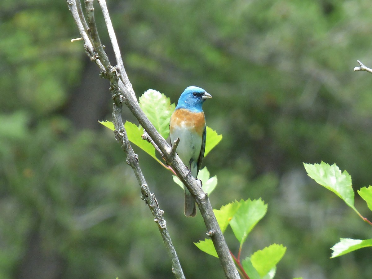 Lazuli Bunting - Craig Johnson