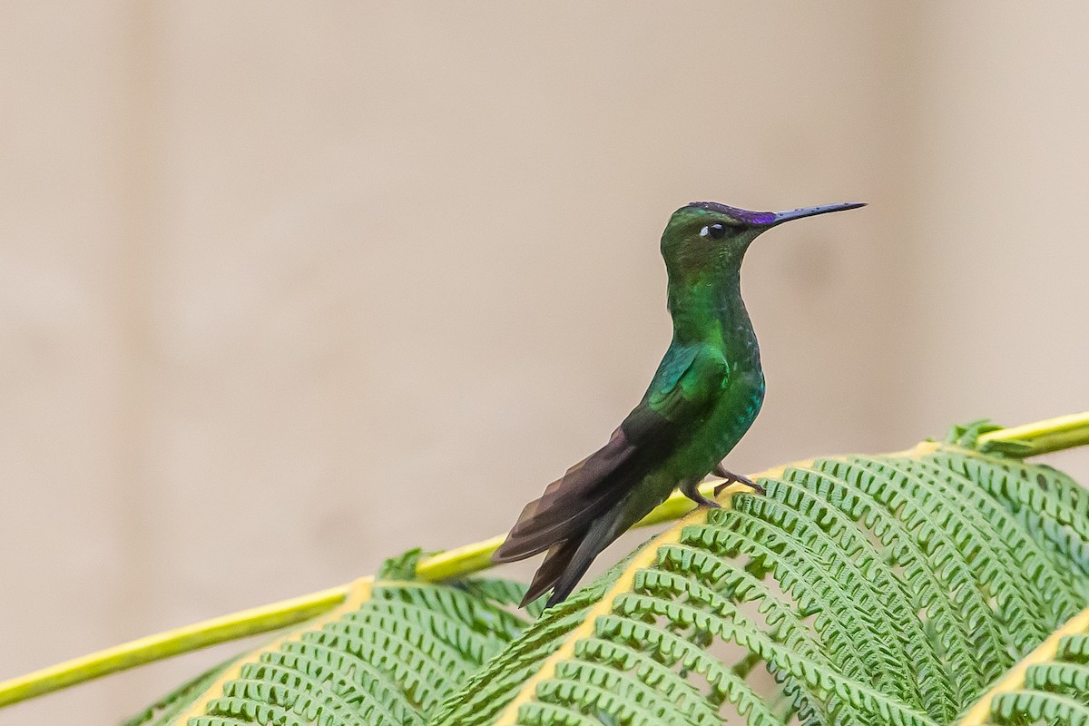 Violet-fronted Brilliant - Anonymous