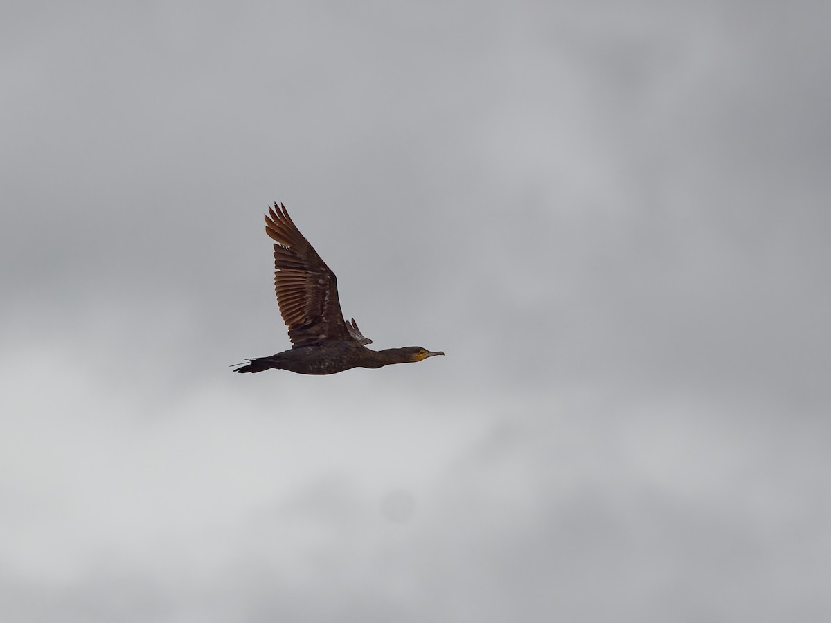 Great Cormorant - ML601840151