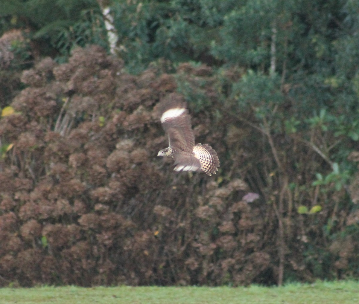 Yellow-headed Caracara - ML601840781