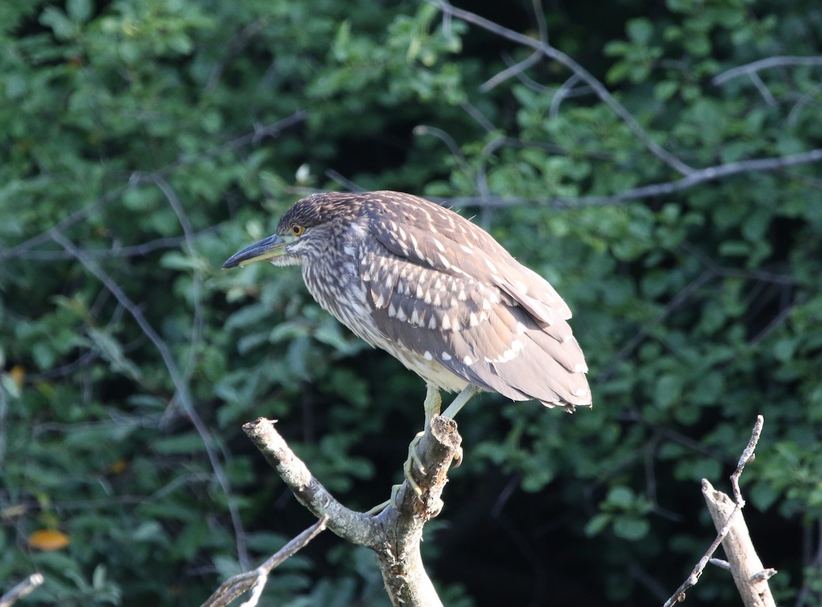 Black-crowned Night Heron - ML601842151