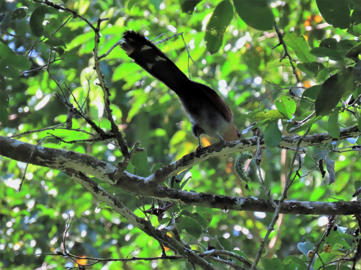 Squirrel Cuckoo - ML601842611