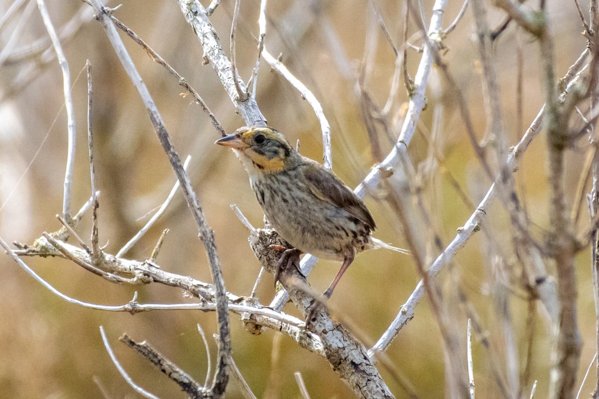 Saltmarsh Sparrow - ML601842631