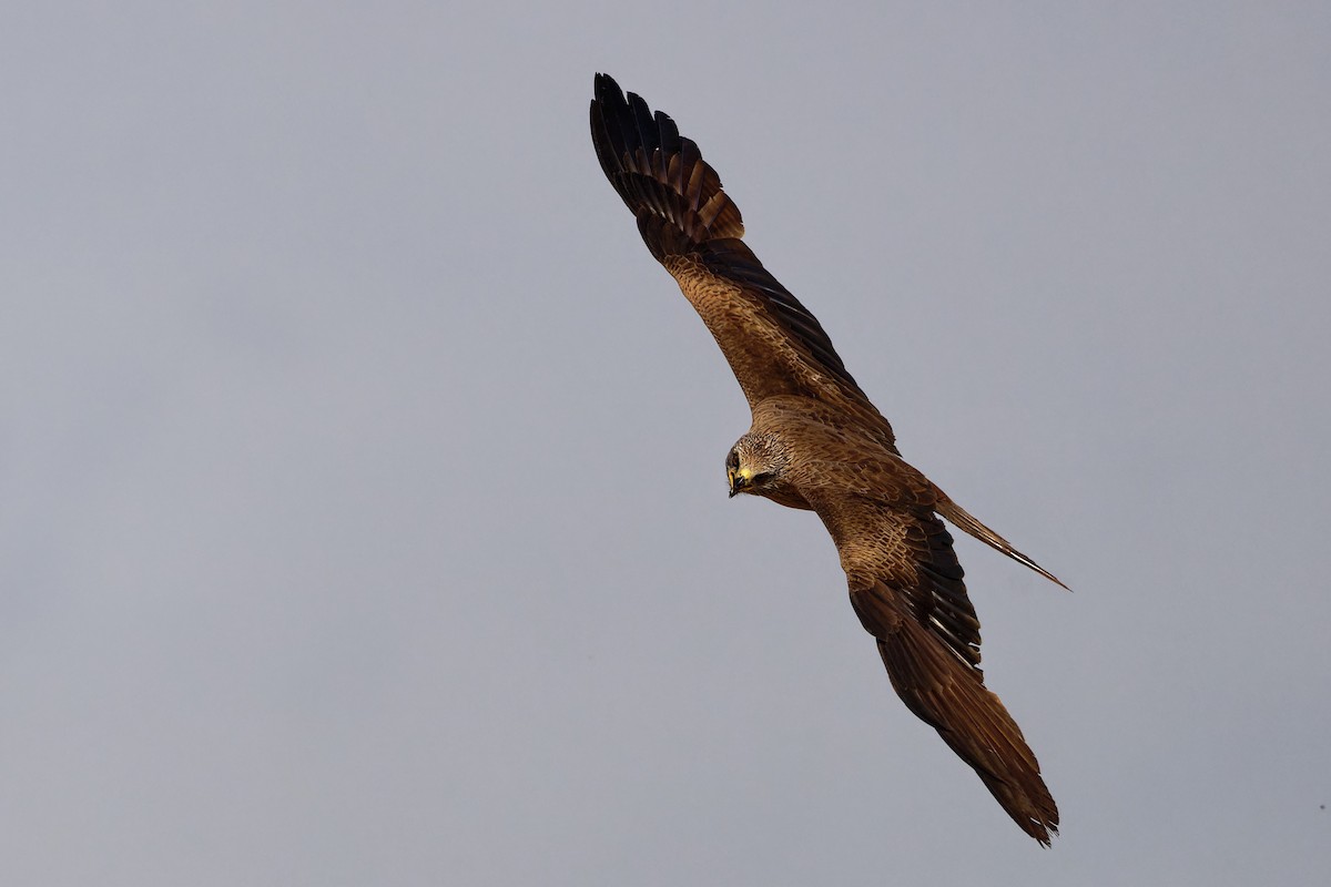 Black Kite - Andrew Jarwick