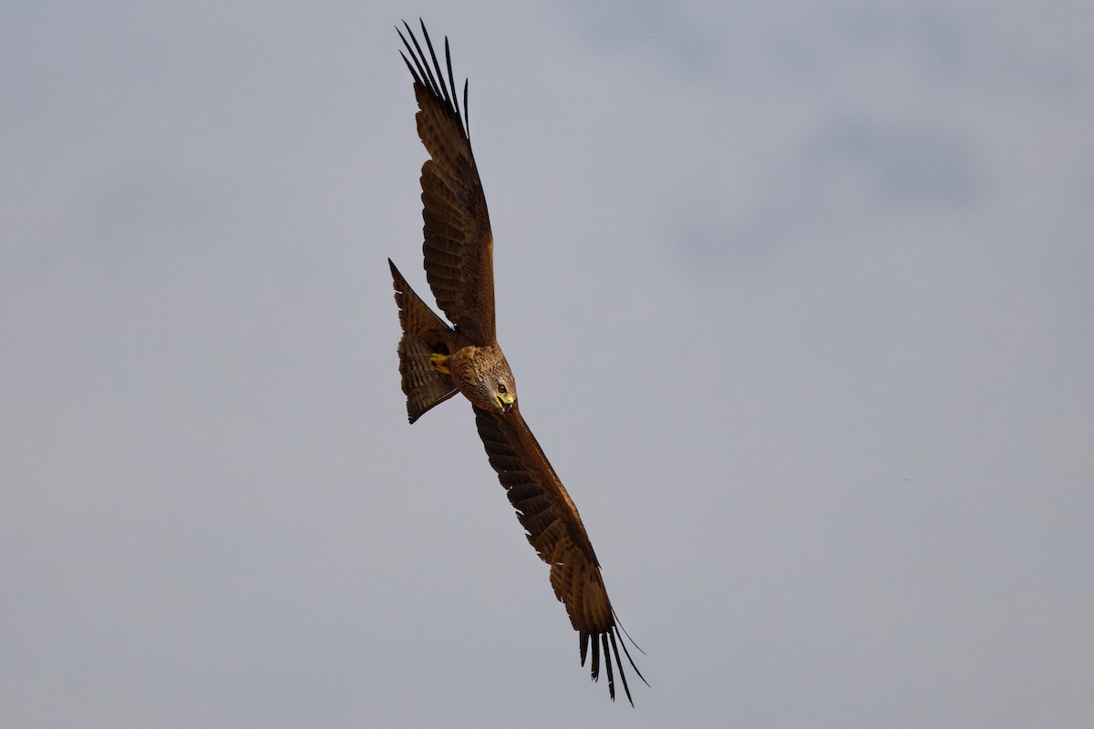 Black Kite - Andrew Jarwick