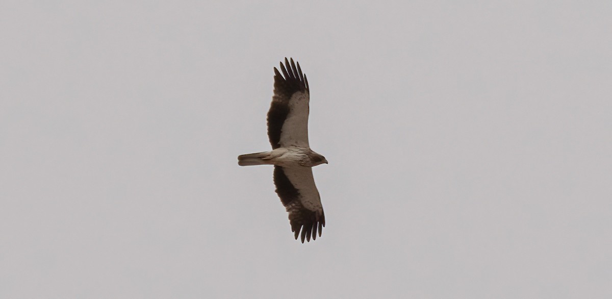 Águila Calzada - ML601844071