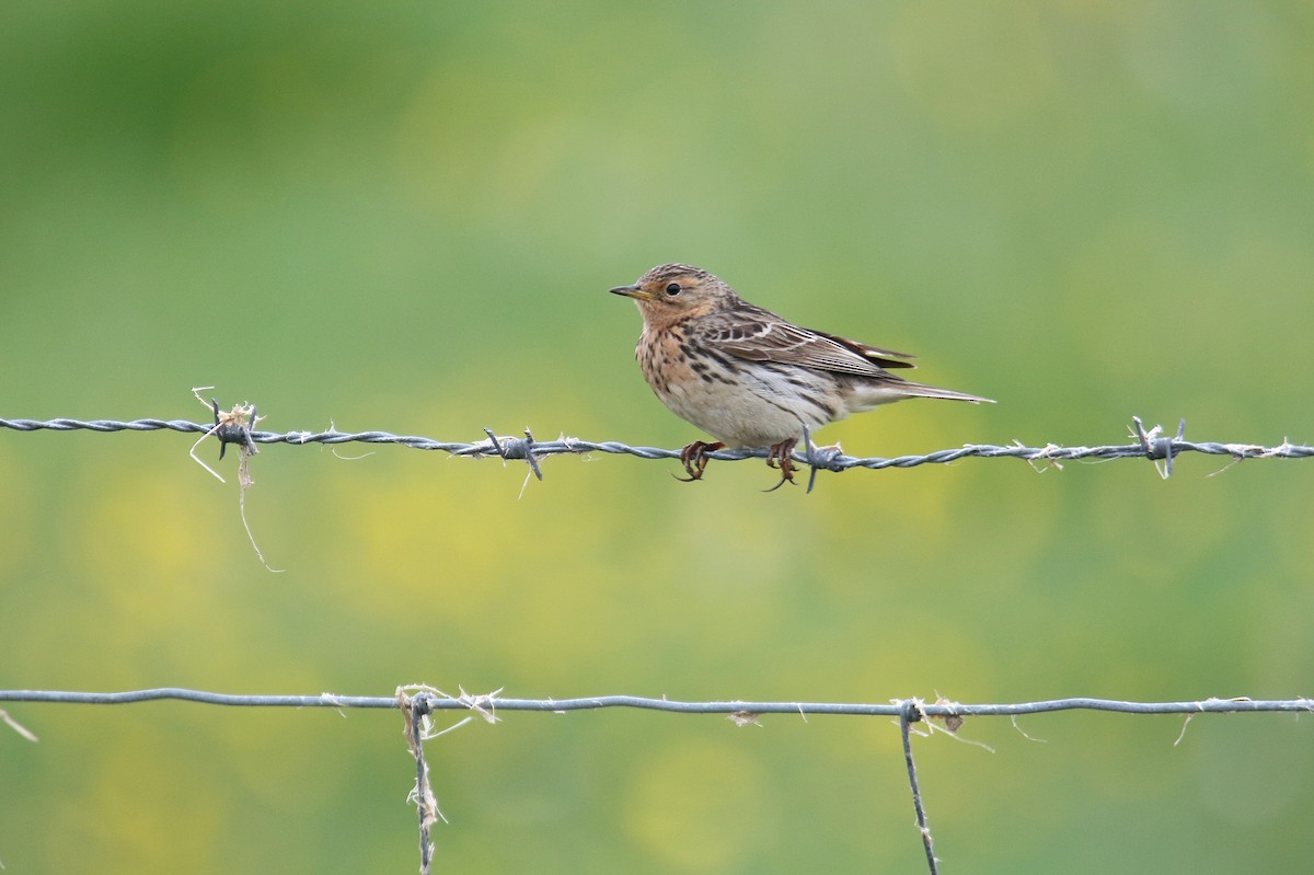 Red-throated Pipit - ML601844521