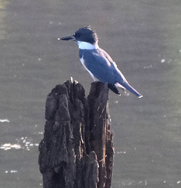 Belted Kingfisher - ML601844951