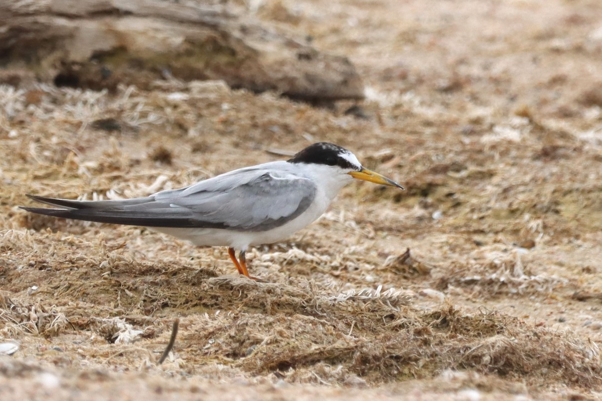 Least Tern - Vincent O'Brien