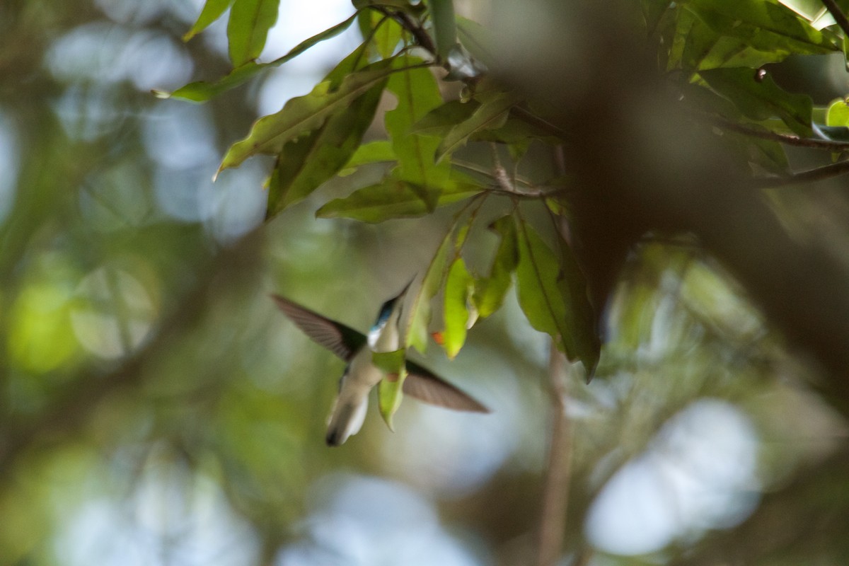 kolibřík purpurovohlavý - ML601845731