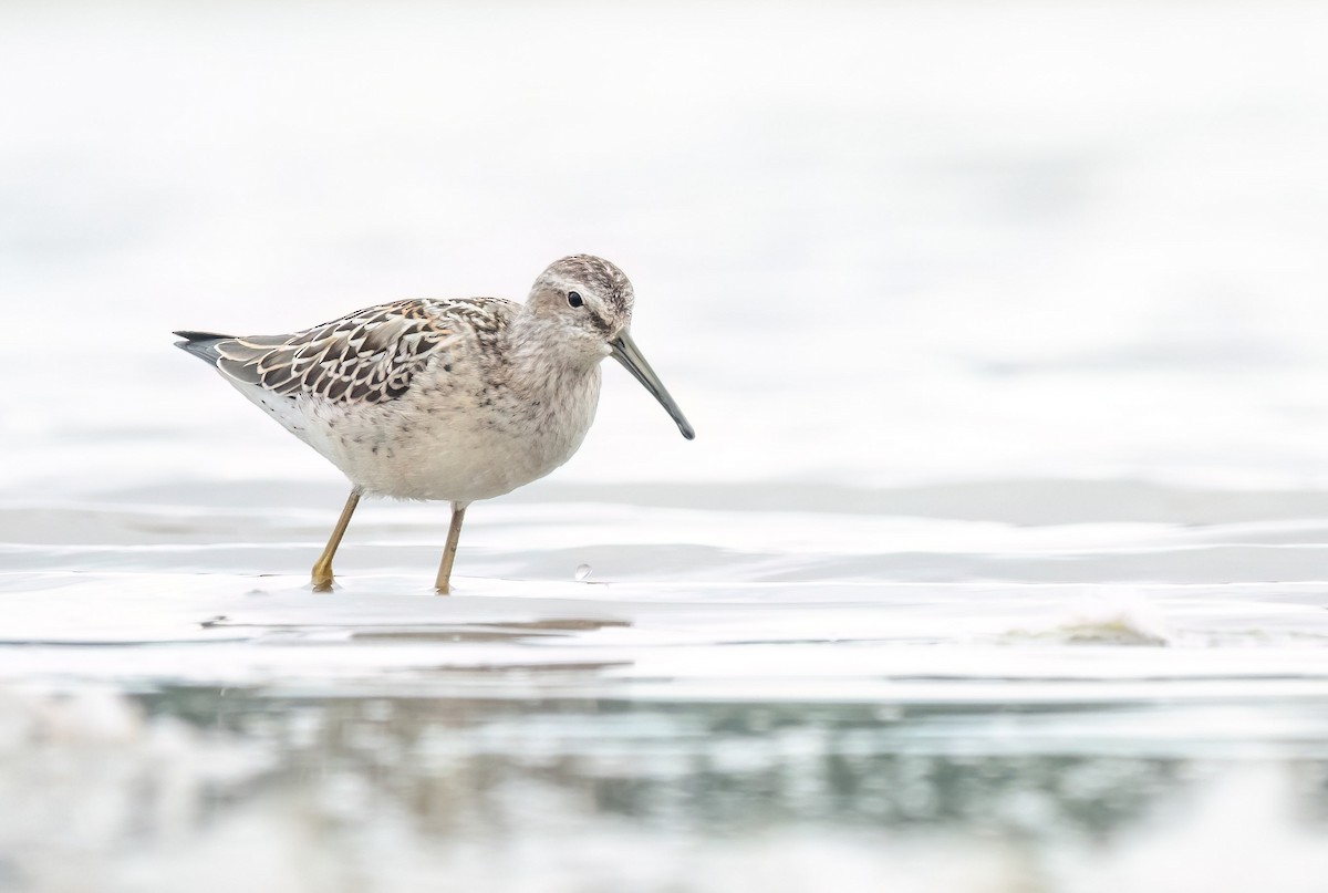 Stilt Sandpiper - ML601846521