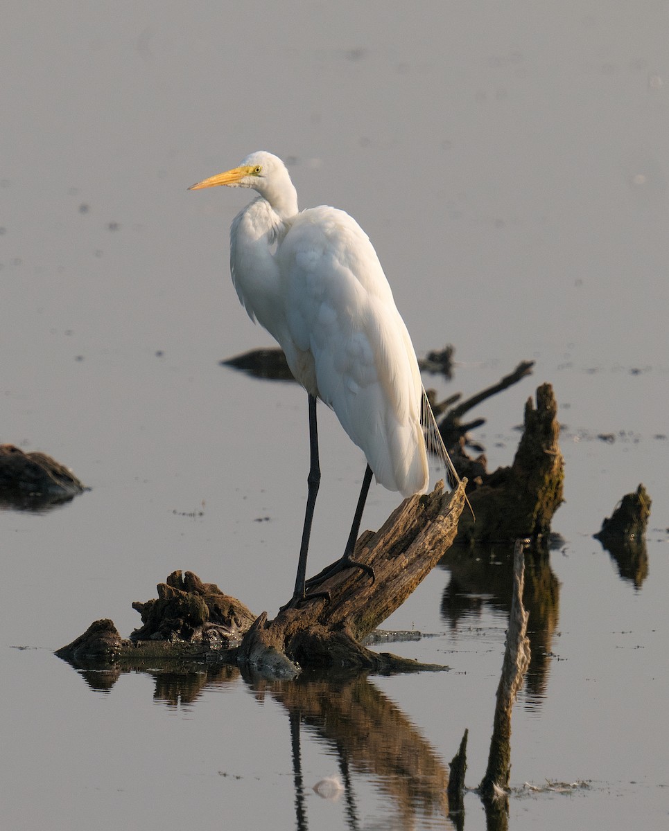 Great Egret - ML601847921