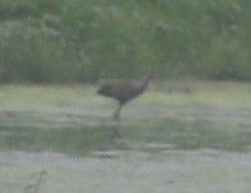 Limpkin - ML601848521