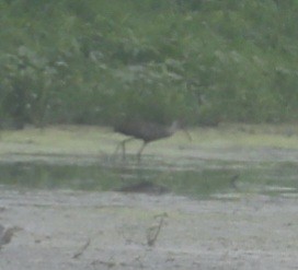 Limpkin - ML601848541