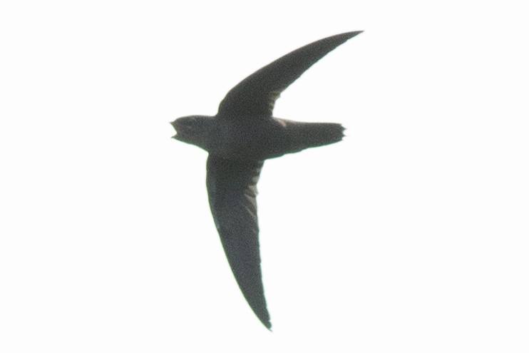 Chimney Swift - ML601848561