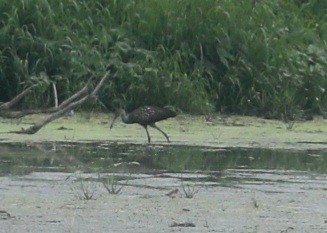 Limpkin - ML601848661