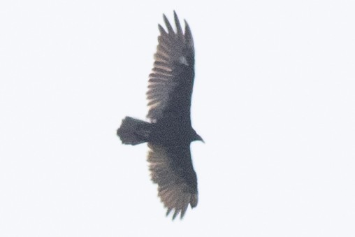 Turkey Vulture - ML601848771
