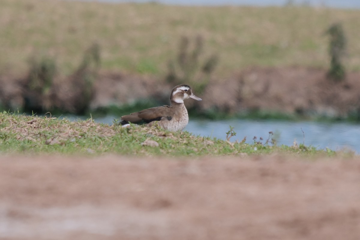 Ringed Teal - ML601848821