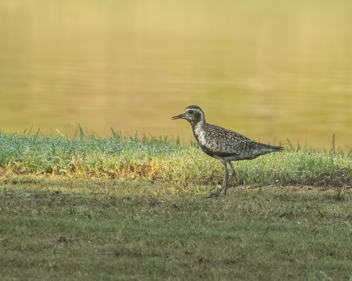 Pacific Golden-Plover - ML601849381