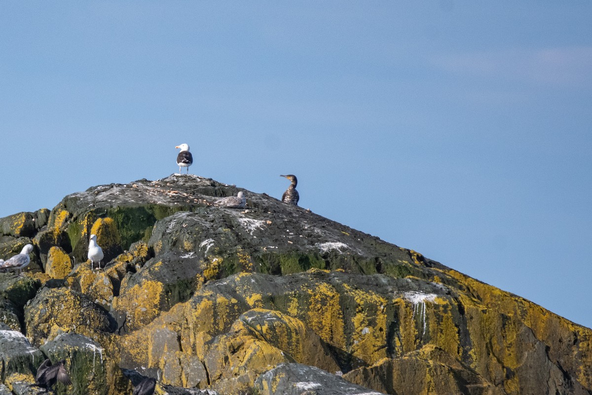 Тураг гогой - ML601849411