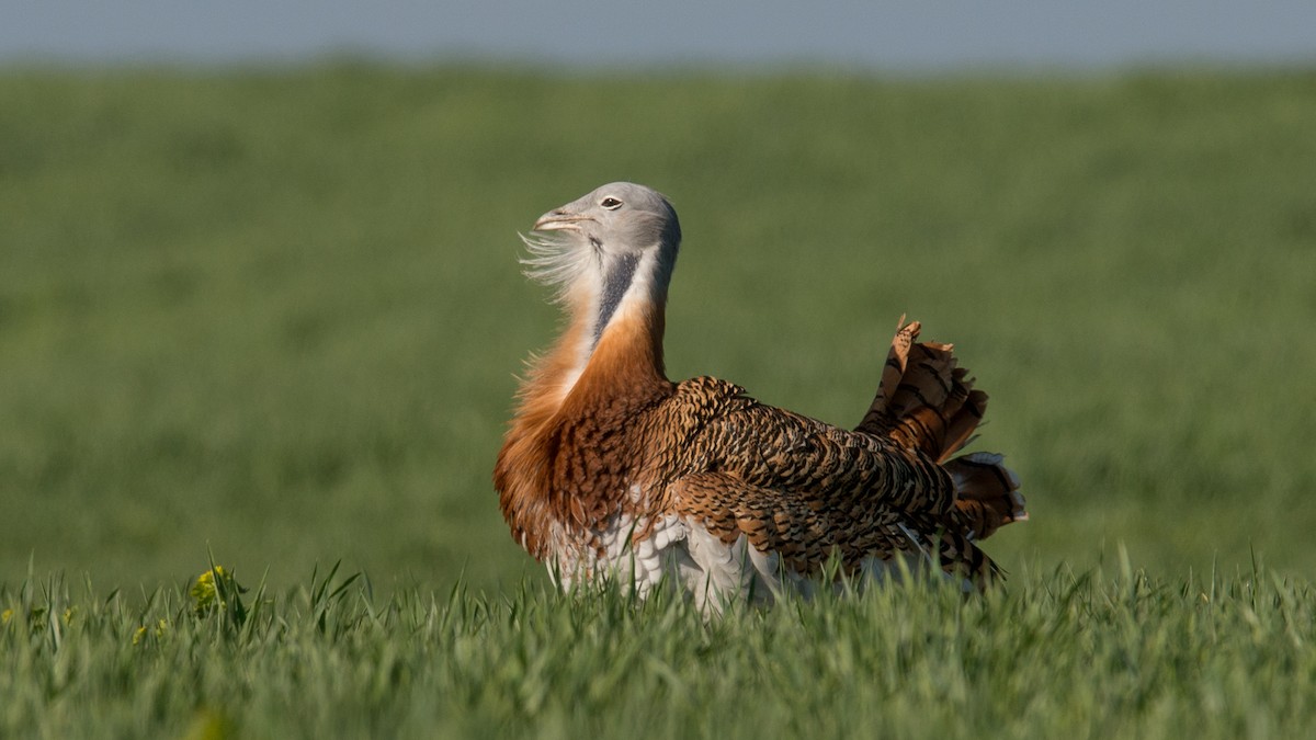 Great Bustard - ML601850301