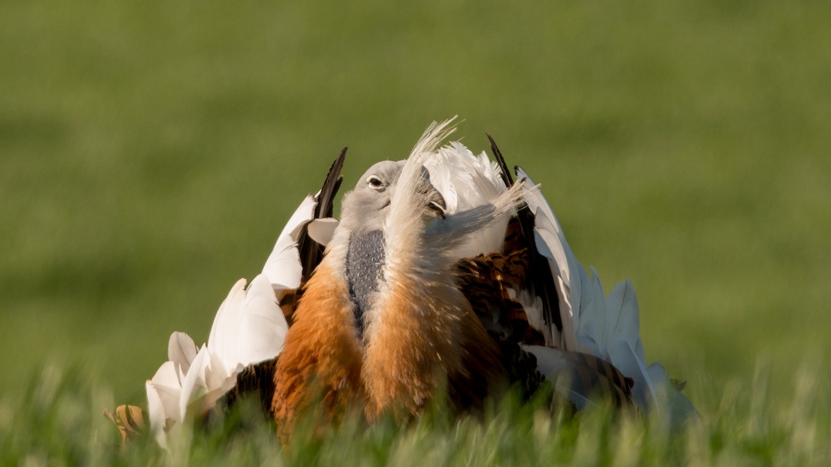 Great Bustard - ML601850311