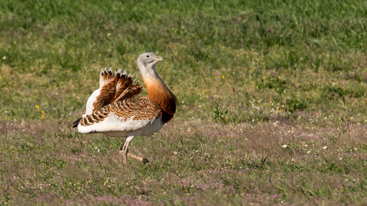 Great Bustard - ML601850321