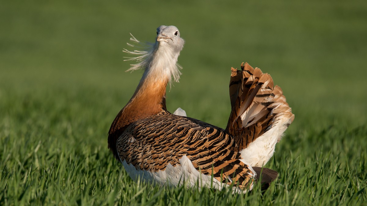 Great Bustard - ML601850331