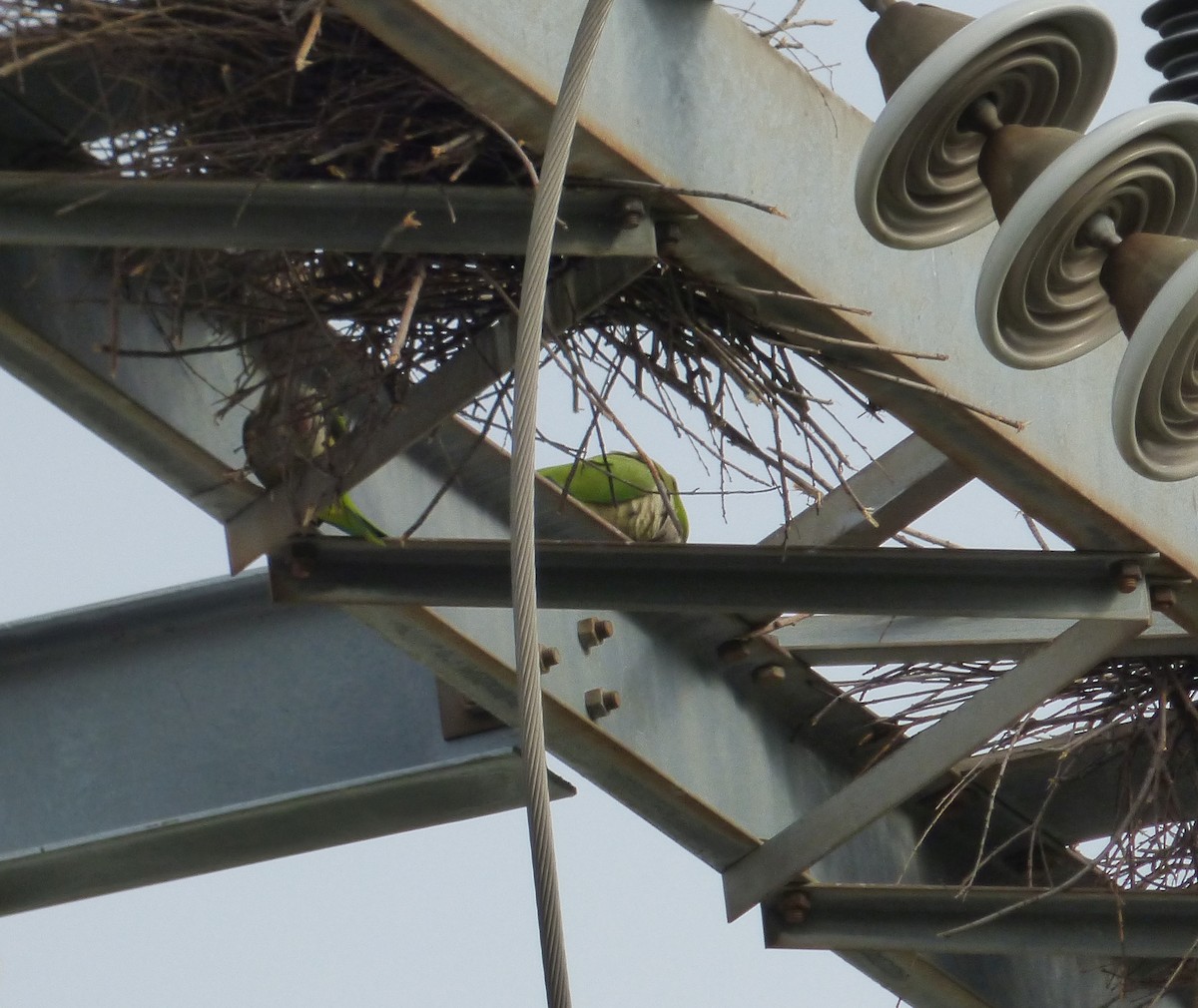 Monk Parakeet - ML601851111