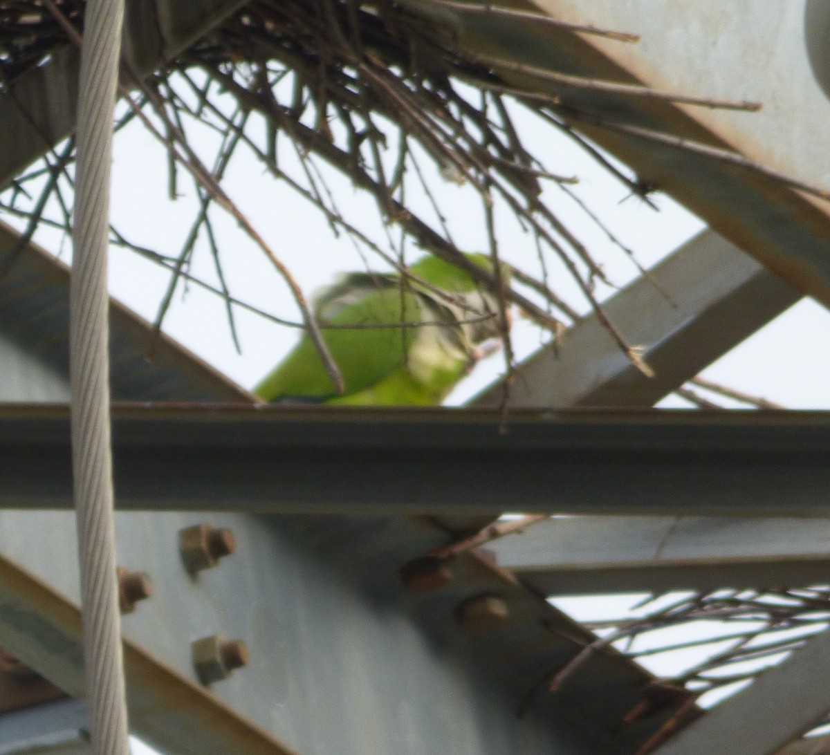 Monk Parakeet - ML601851121