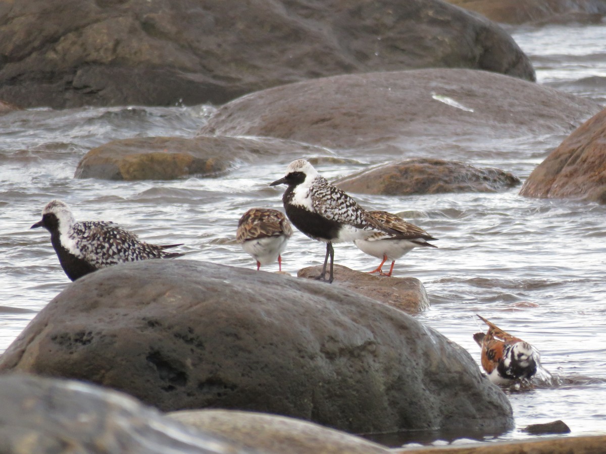 Black-bellied Plover - Germain Savard