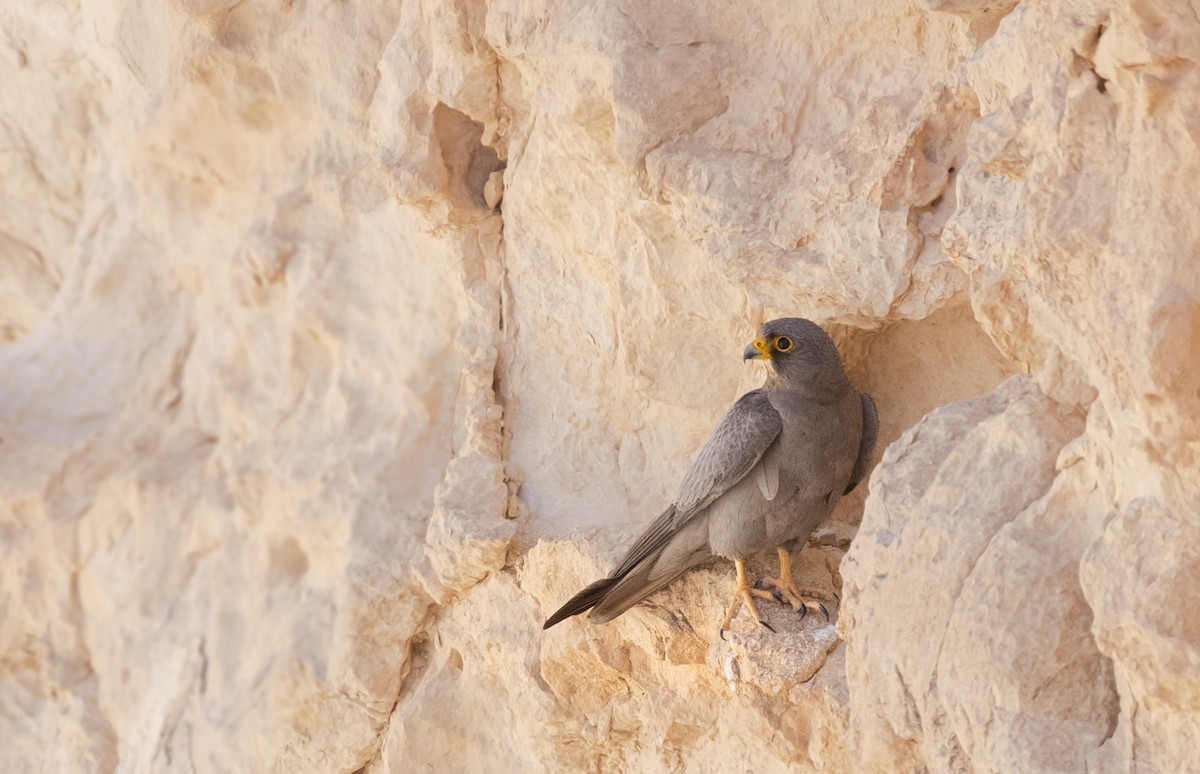 Sooty Falcon - shahar yogev