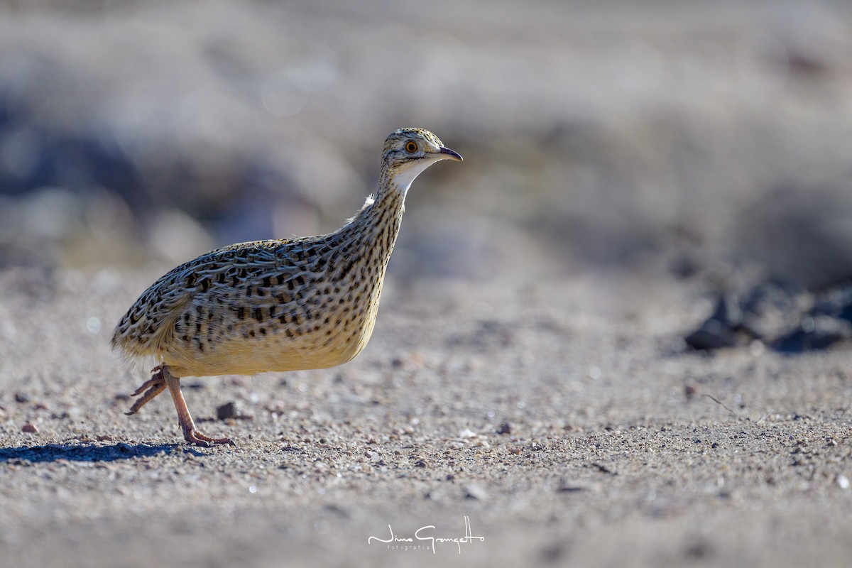 Tinamú de Darwin - ML601852421