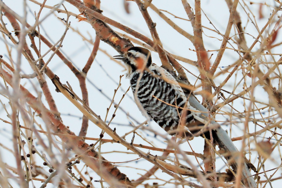 Ladder-backed Woodpecker - ML601852491