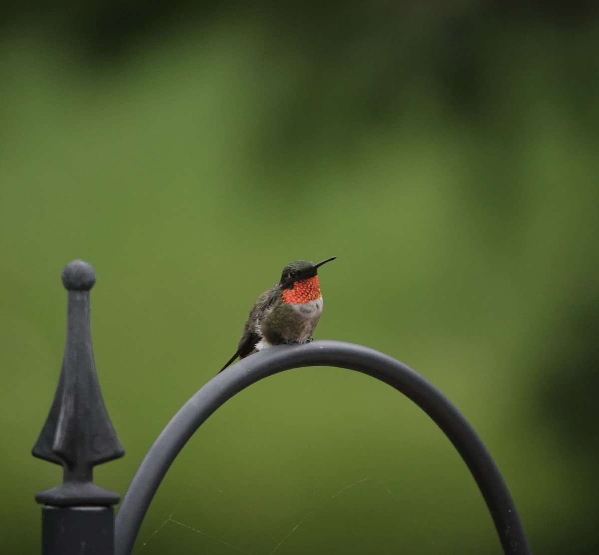 Ruby-throated Hummingbird - ML601852791
