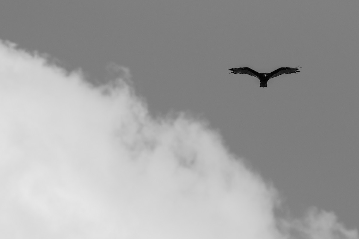 Turkey Vulture - Zealon Wight-Maier