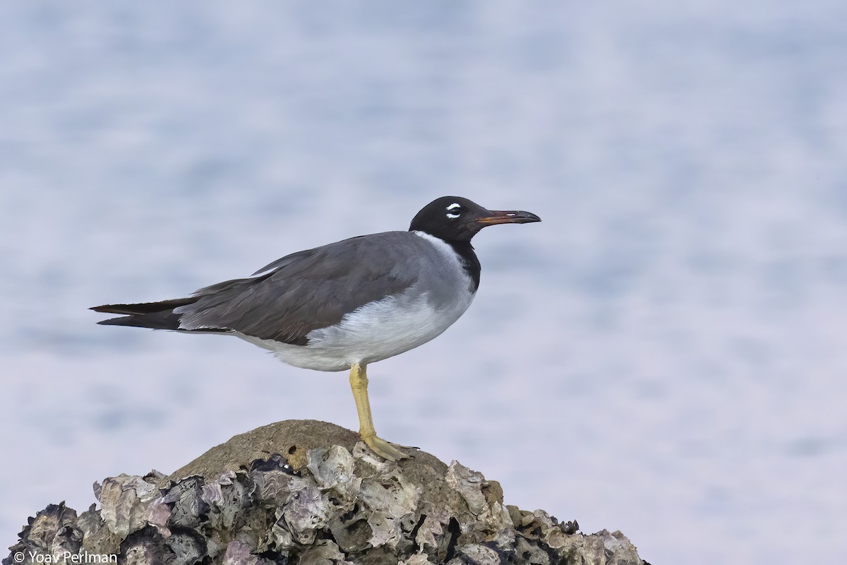 White-eyed Gull - ML601856701