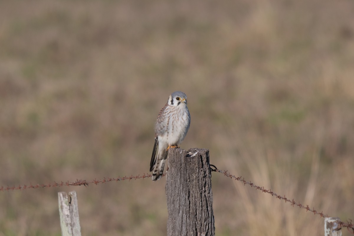 American Kestrel - ML601856731