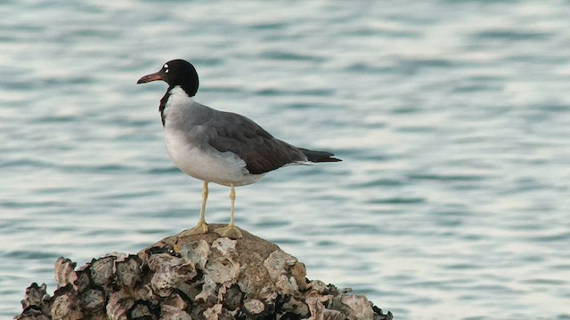 White-eyed Gull - ML601857011