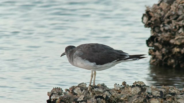 White-eyed Gull - ML601857031