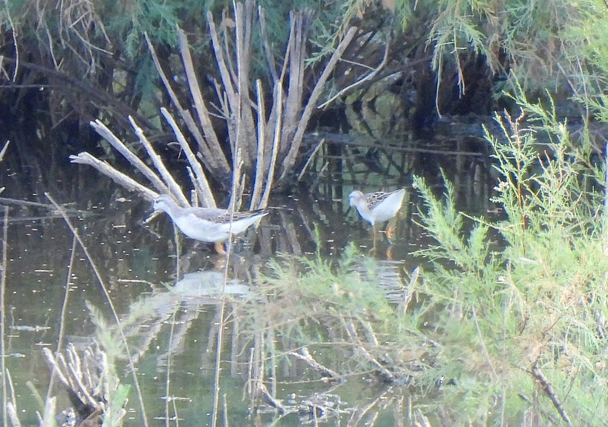 Wilson's Phalarope - ML601857381