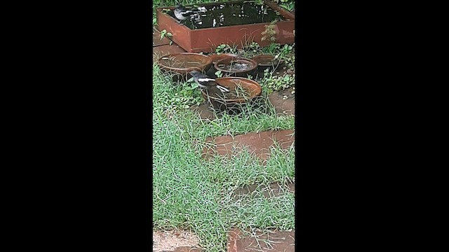 鵲鴝 - ML601857451