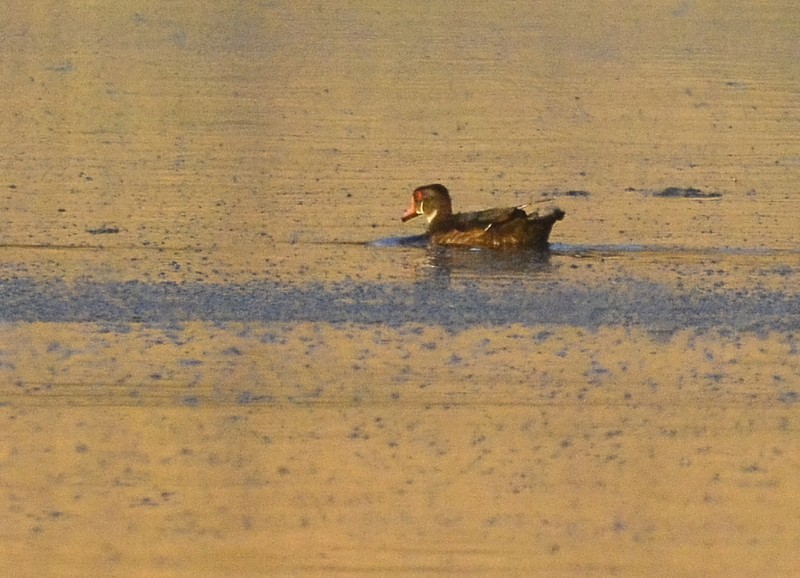 Wood Duck - ML601857831