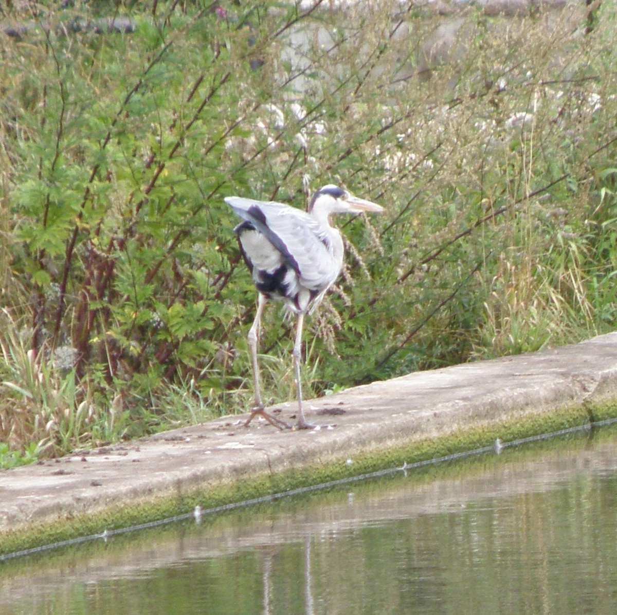 Gray Heron - Jeff Hollobaugh