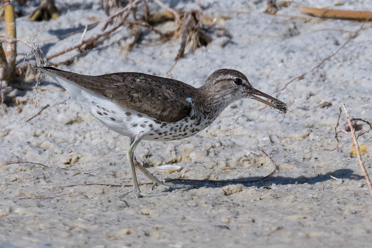 Spotted Sandpiper - Brett Hoffman