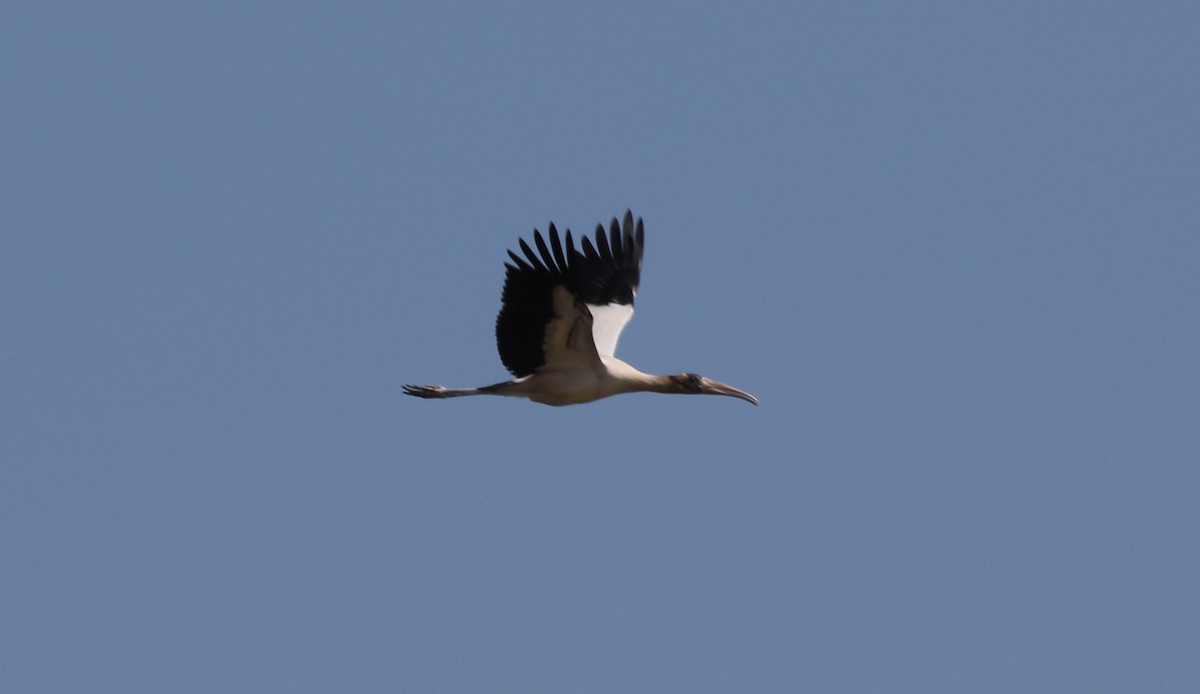 Wood Stork - ML601858011